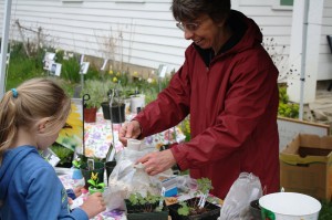 Owner, Beth Coyne, teaches market shoppers about growing native Swamp Milkweed