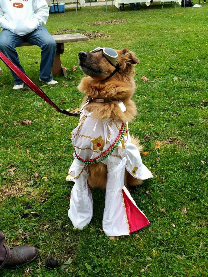 Dog dressed as Elvis